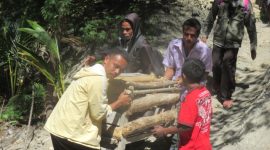 menggotong babi di dalam kandang melewati jalan setapak menurun (foto: Roni)