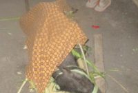 Seekor babi berumur lebih kurang 1 tahun dibawa ke dalam ritual hukum adat perkawinan (foto: Roni)