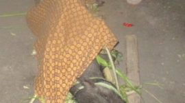 Seekor babi berumur lebih kurang 1 tahun dibawa ke dalam ritual hukum adat perkawinan (foto: Roni)