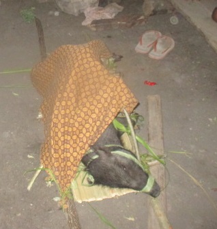 Seekor babi berumur lebih kurang 1 tahun dibawa ke dalam ritual hukum adat perkawinan (foto: Roni)