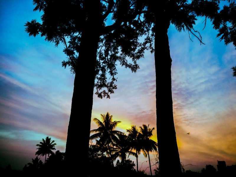 senja di sela pepohonan
gbr ilustrasi: ChatGPT