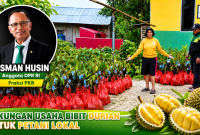 Bantuan aspirasi anakan durian dari Usman Husin, Anggota Komisi IV DPR RI.