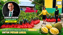 Bantuan aspirasi anakan durian dari Usman Husin, Anggota Komisi IV DPR RI.